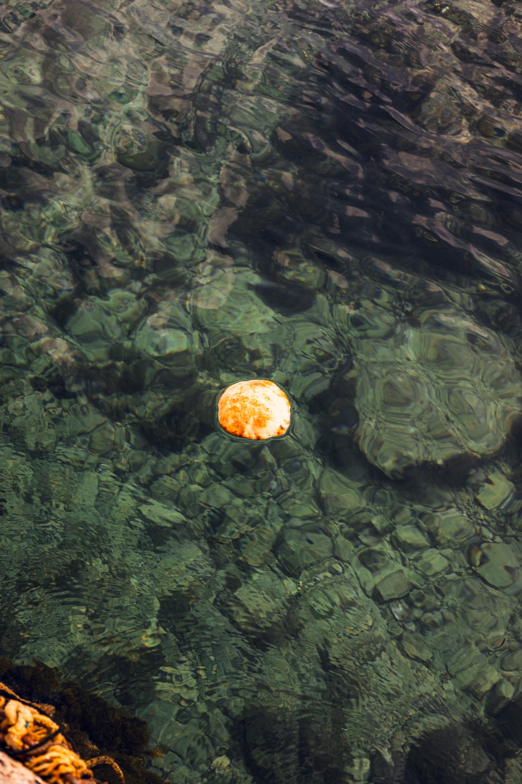 puccia che galleggia sul mare con gli scogli, dall'alto
